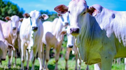 Prefeitura do Assú e SEBRAE realizam 1º Seminário da Pecuária Leiteira