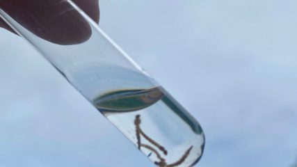 Setor de endemias realiza levantamento sobre índices de imóveis com focos da dengue no Assú