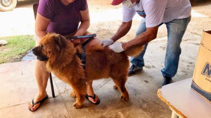 Vacina Antirabica (2)